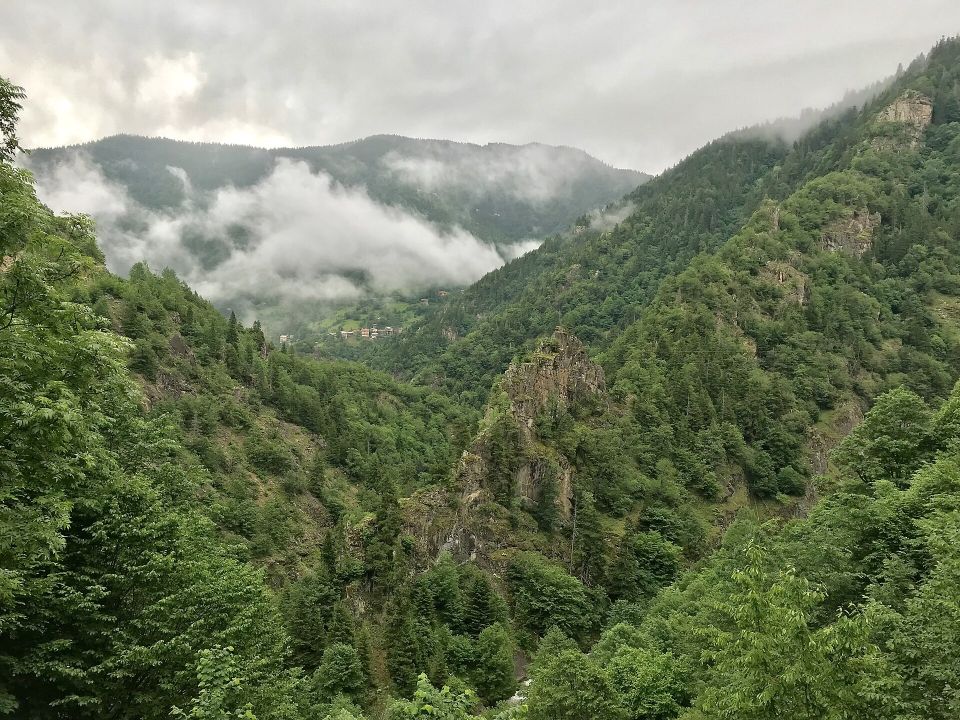 Türkiye Ormanları